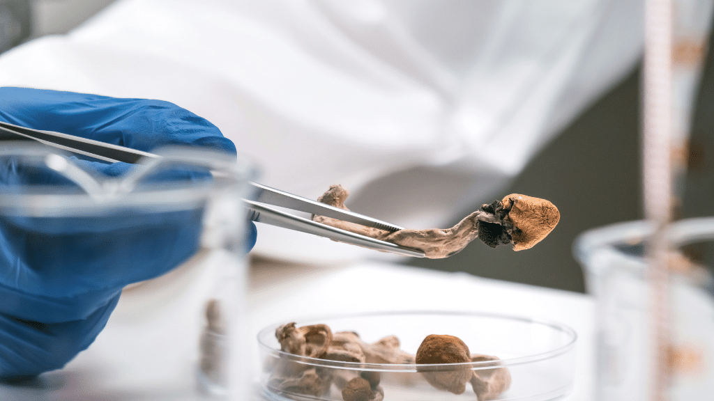 Can Magic Mushrooms Cure Alcohol Addiction? New Study Launched